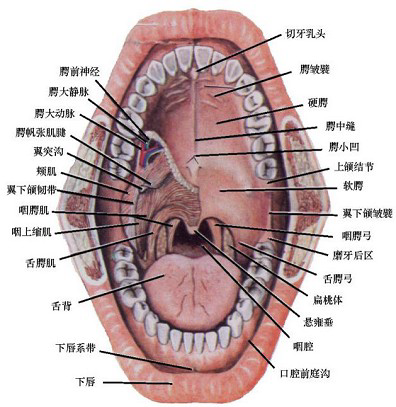 口腔部位名称大全图解图片